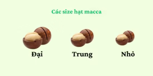 Chất lượng so với giá hạt macca đã tách vỏ